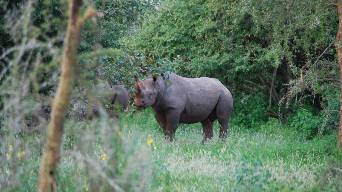 Část nosorožců ze Dvora Králové vypustili ve Rwandě do volné přírody